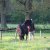 Welsh Cob Babe